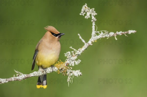 Cedar Waxwing (Bombycilla cedrorum) perched on a branch, Texas, USA