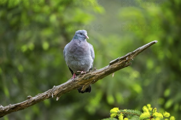 Common wood pigeon (Columba palumbus), dove, in a forest, Bavaria, Germany
