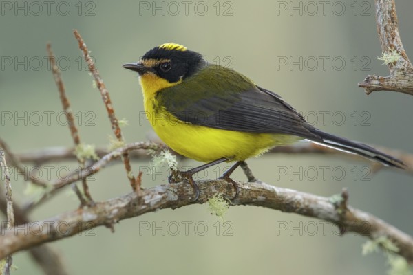 Yellow-crowned Whitestart (Myioborus flavivertex) perched on a branch in the mountains of Colombia, South America