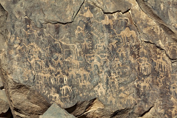 Detailed animal engravings on a rock face, rich in historical art motifs, petroglyphs on rocks in the Sahara in Algeria