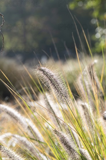 Lamplighter grass (Pennisetum alopecuroides 'Hameln'), Cambridge Botanical Garden, Germany