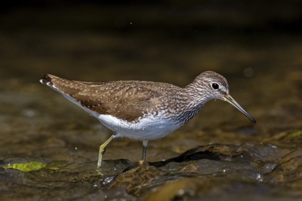 Wood Sandpiper, (Tringa ochropus), animals, birds, biotope, habitat, foraging, snipe family, Lesvos, Greece