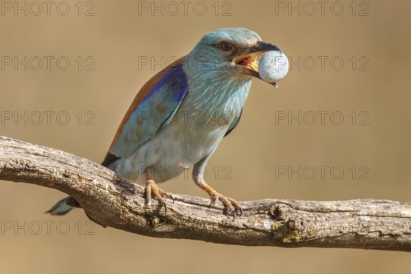 European Roller (Coracias garrulus), removing starling egg from its nest, Castile-La Mancha