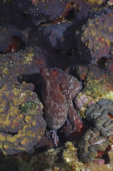 Big blue octopus (Octopus cyaneus Octopus cyanea)