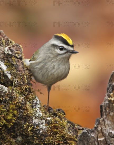 A male Golden-crowned Kinglet, Regulus satrapa, perched on a branch in Saskatoon, Saskatchewan, Canada