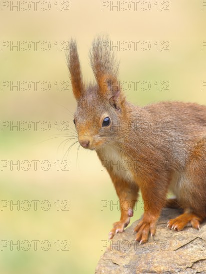 Squirrel (Sciurus vulgaris), dark morph, adult animal, head portrait, wildlife, animals, mammal, rodent, Siegerland, North Rhine-Westphalia, Germany