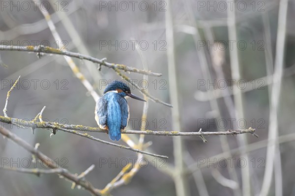 A vibrant kingfisher sits quietly on a twig amidst a dull, blurred backdrop, showcasing its bright blue and orange plumage
