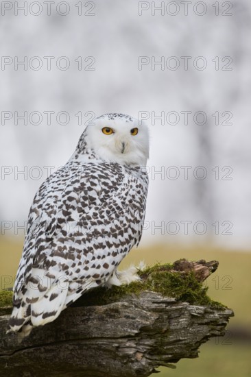 Snowy owl on branch (Bubo scandiacus) captive, Czech Republic
