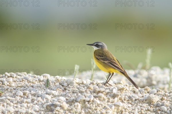 Spanish Wagtail (Motacilla flavia iberiae), on field floor, Galicia, Spain