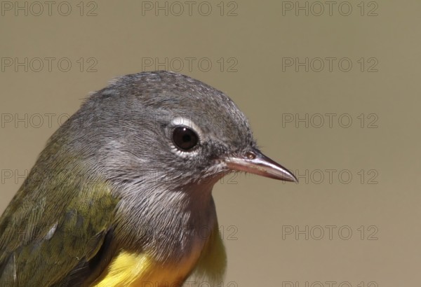 MacGillivray's Warbler (Geothlypis tolmiei), Saskatchewan, Canada