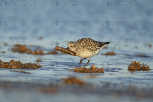 Grey plover (Pluvialis squatarola) adult wading bird in winter plumage feeding on a razorshell on a beach, Norfolk, England, United Kingdom