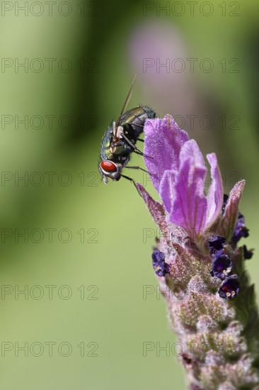 Golden fly (Lucilia caesar) on a flower of Common lavender (Lavandula angustifolia), close-up, macro photograph, Wilnsdorf, North Rhine-Westphalia, Germany