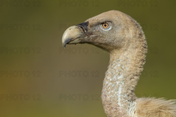 Griffon Vulture (Gyps fulvus), portrait, Castile and Leon, Spain