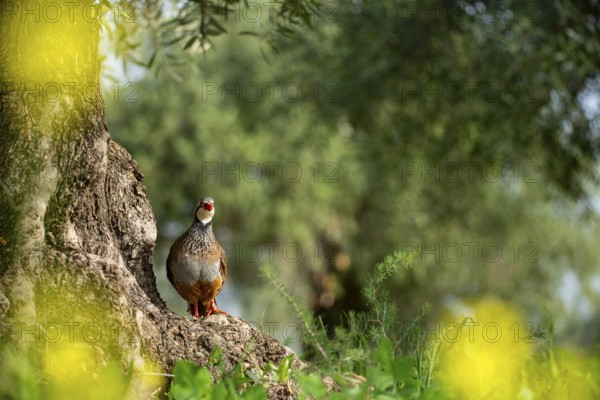A vibrant red-legged partridge perched on a tree stump, surrounded by lush green foliage and dappled sunlight, showcasing its distinct markings and habitat