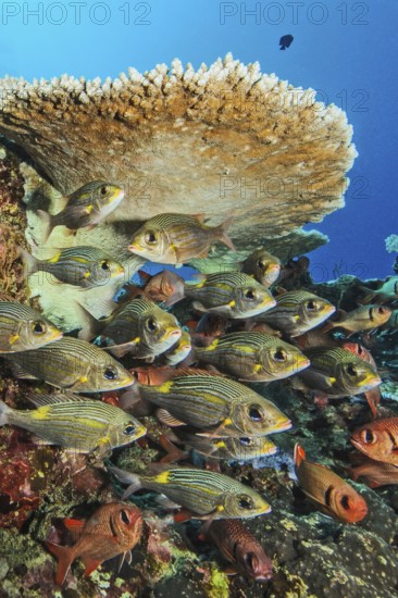 Small shoal of luminescent road sweepers (Gnathodentex aurolineatus) under hyacinth table coral (Acropora hyacinthus), Indian Ocean, Mauritius