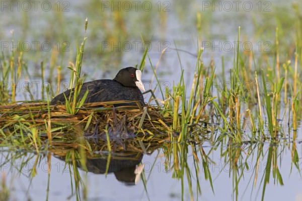 Eurasian Coot, coot, coot rail, coot rail, coot CFulica atra), water bird, family of rails, breeds at the nest, Lake Neusiedl, Illmitz, Burgenland, Austria
