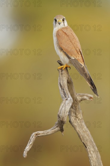 Nankeen Kestrel (Falco cenchroides), South-western Australia, Australia