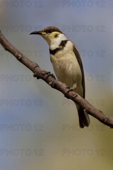 Banded Honeyeater (Cissomela pectoralis) juvenile, Western Australia, Australia