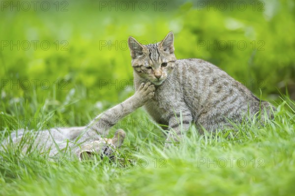 European wildcat (Felis silvestris silvestris) on a meadow, Hesse, Germany