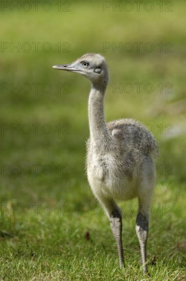 Gewoehnlicher Nandu (Rhea americana), Jungvogel, Heimat: Nordostbrasilien, Ostbolivien bis Argentinien, August, captive, Deutschland