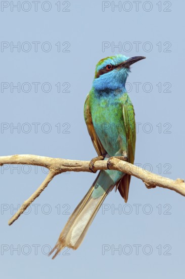 Emerald spint, (Merops orientalis), animal, animals, bird, birds, bee-eater, perching site Salalah, Mirbat, Dhofar, Oman