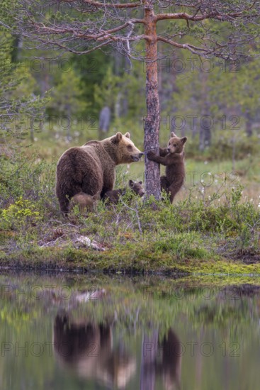 Eurasian Brown Bear (Ursus arctos) mother with cubs, Finland
