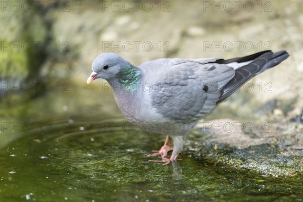 Common wood pigeon (Columba palumbus), dove, at a littel water place in a forest, Bavaria, Germany