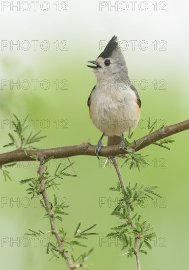 Black-crested Titmouse (Baeolophus atricristatus) singing, perched on a branch, Texas, USA