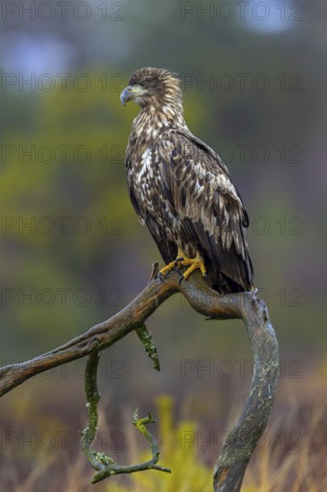 White-tailed eagle, Eurasian sea eagle, erne (Haliaeetus albicilla) juvenile perched in tree in moorland, heathland in late autumn, winter
