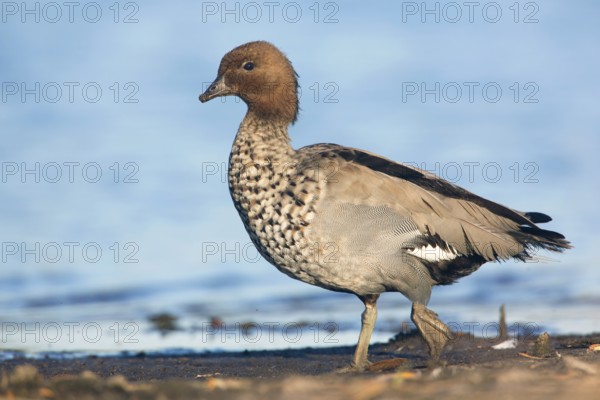 Maned Duck (Chenonetta jubata) male, Victoria, Australia