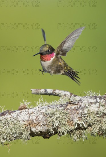 Ruby-throated Hummingbird (Archilochus colubris) male, Texas, USA