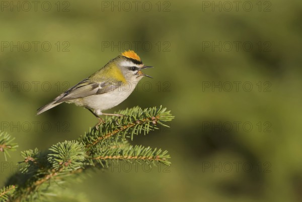 Common Firecrest (Regulus ignicapilla), Saxony, Germany