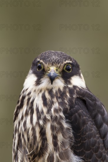 Hobby (Falco subbuteo) falcon adult bird of prey head portrait, England, United Kingdom