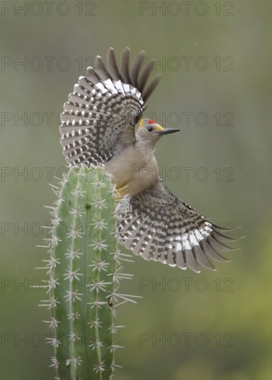 Golden-fronted Woodpecker (Melanerpes aurifrons) male flying, Texas, USA