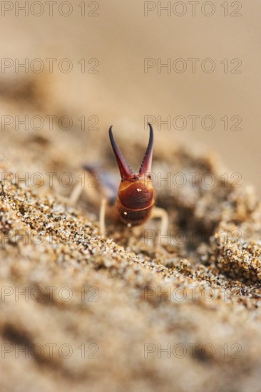 Shore earwig (Labidura riparia) on the beach "Platja del Fangar", coast, nature reserve, ebro delta, Catalonia, Spain