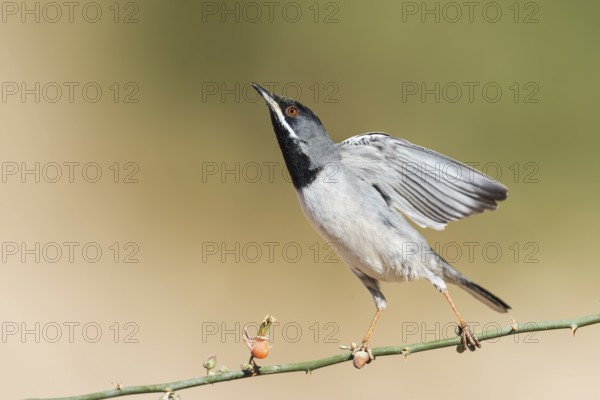Rüppell's Warbler (Sylvia ruppeli) male, Eilat, Israel