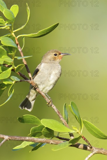 Red-headed Myzomela (Myzomela erythrocephala) female, Northern Territory, Australia