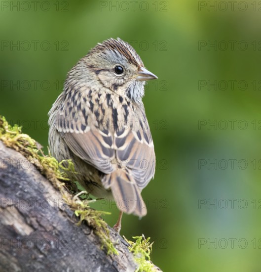 Lincoln's Sparrow, Melospiza lincolni, perched on a mossy log, in Saskatchewan, Canada
