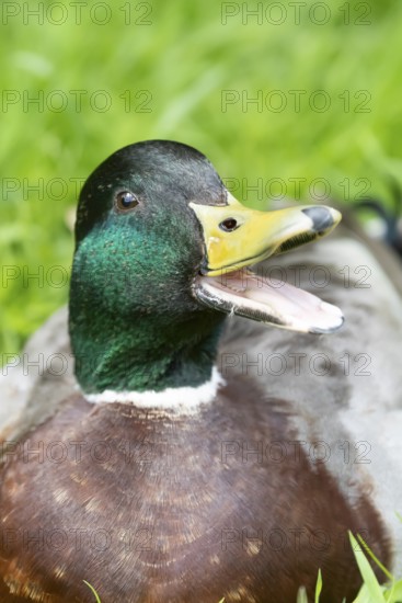 Mallard or Wild duck (Anas platyrhynchos) adult male bird calling or quacking, England, United Kingdom