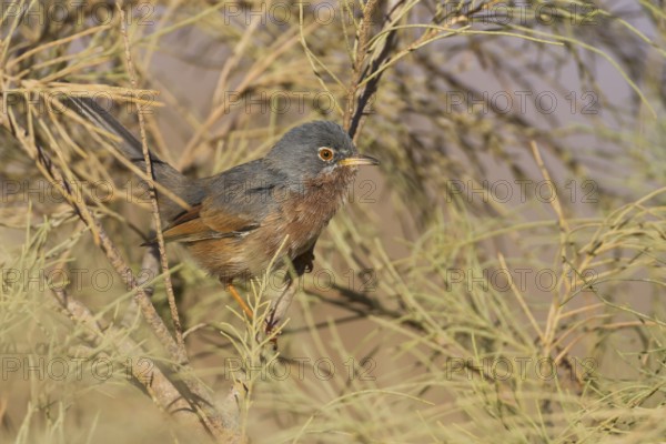 Tristrams Warbler - Atlasgrasmücke - Sylvia deserticola, Morocco, adult