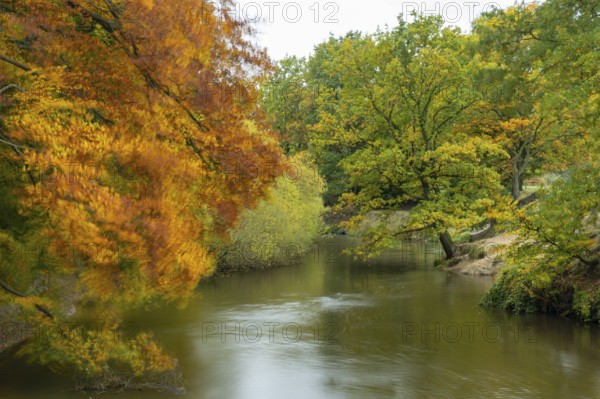 Wald an der Hunte bei Barneführer Holz in autumn, Barneführer Holz, Hatten, Lower Saxony, Germany