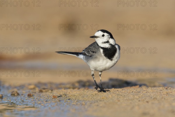 White Wagtail (Motacilla alba yarrellii) on ground, Eilat, Israel