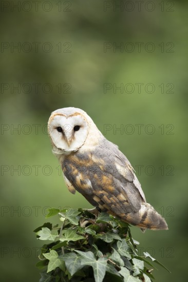 Western Barn Owl (Tyto alba) captive, perched on a stump, Germany