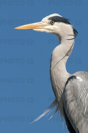 Grey Heron (Ardea cinerea), Lower Saxony, Germany