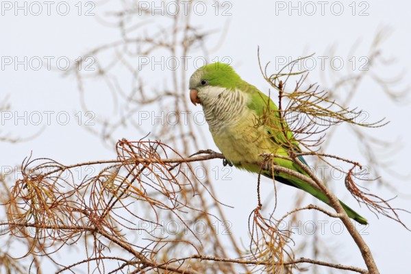 Monk Parakeet (Myiopsitta monachus), Florida, USA