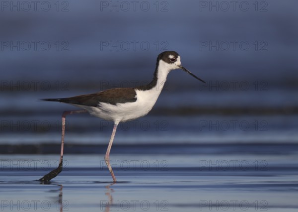 Black-necked Stilt (Himantopus mexicanus), California, USA