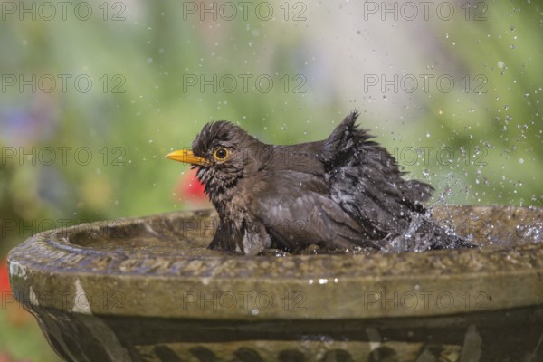 Common Blackbird (Turdus merula) female bathing, Wales, United Kingdom