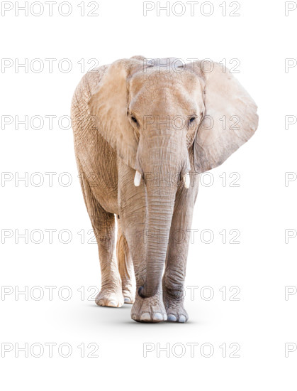 Adult Elephant Isolated on a White Background