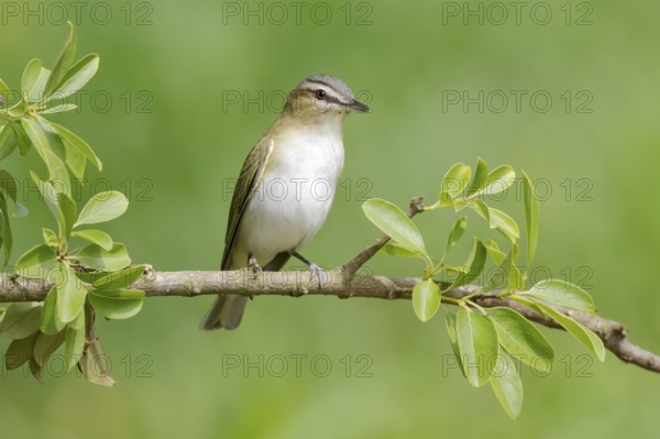 Red-eyed Vireo (Vireo olivaceus) perched on a twig, Texas, USA