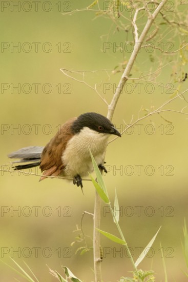 Senegal Coucal (Centropus senegalensis), Gambia